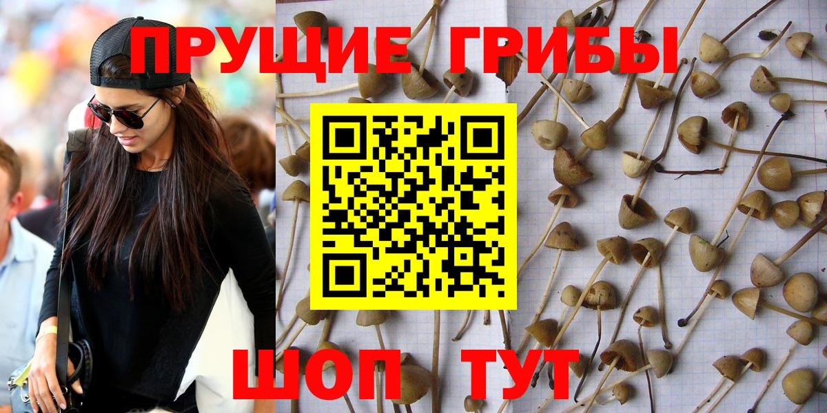 Дубна  Псилоцибиновые грибы Cubensis  Вход с VPN  Псилоцибиновые грибы прущие грибы 